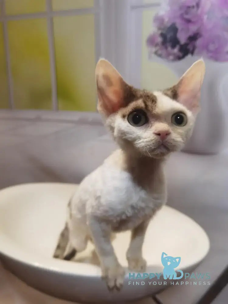 Peas Devon Rex male black tabby harlequin live animals