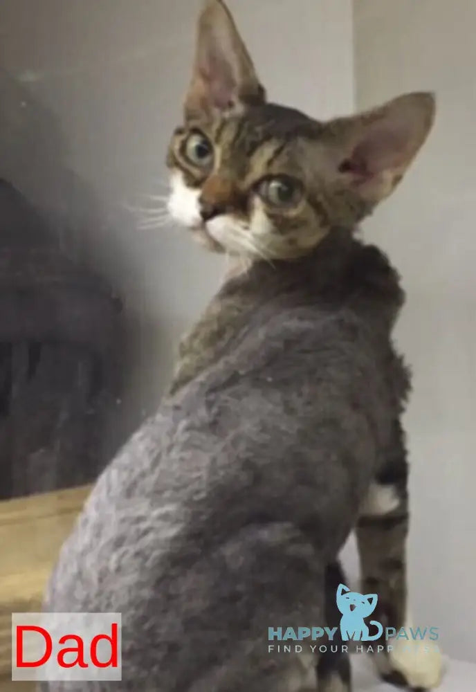 Peas Devon Rex male black tabby harlequin live animals
