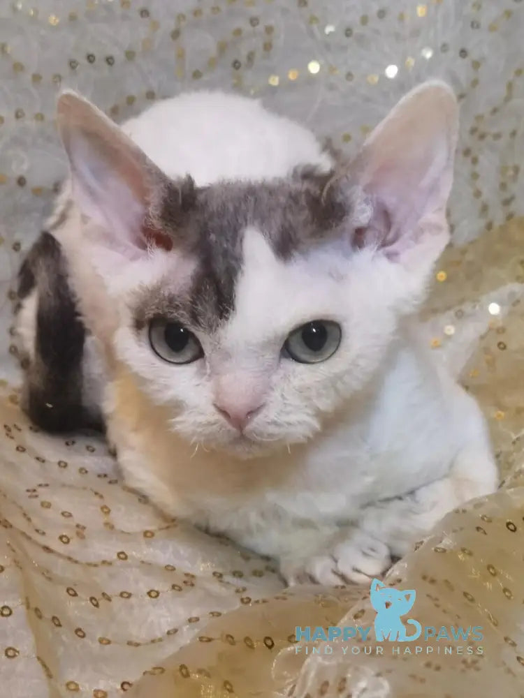 Peas Devon Rex male black tabby harlequin live animals