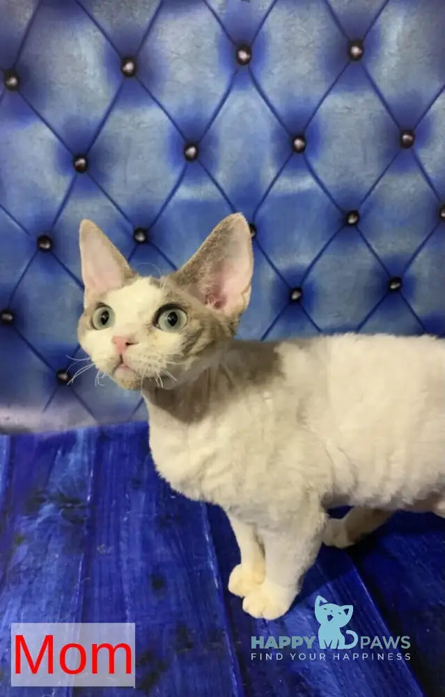 Peas Devon Rex male black tabby harlequin live animals