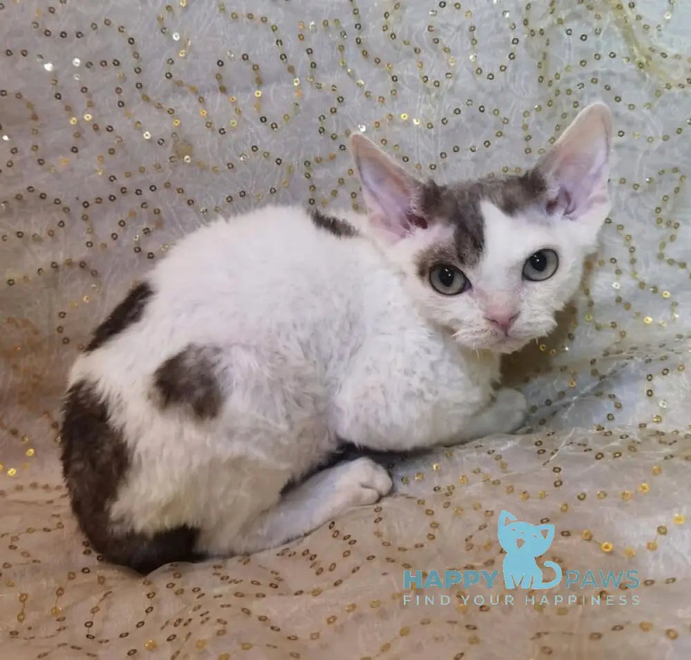 Peas Devon Rex male black tabby harlequin live animals