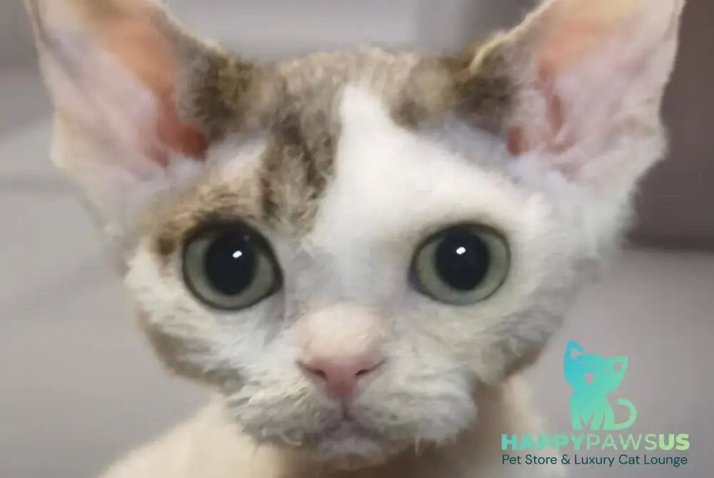 Peas Devon Rex male black tabby harlequin live animals