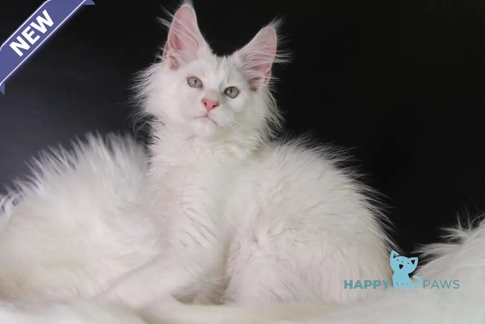 Pegas Maine Coon male cream silver chinchilla live animals