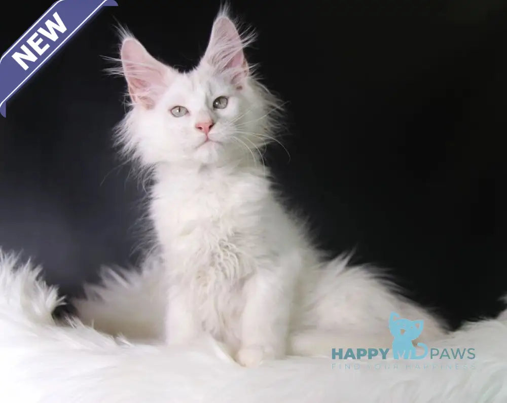 Pegas Maine Coon male cream silver chinchilla live animals