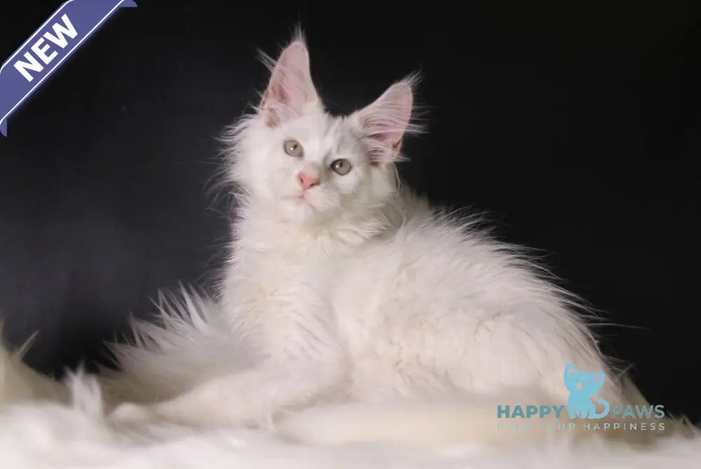 Pegas Maine Coon male cream silver chinchilla live animals