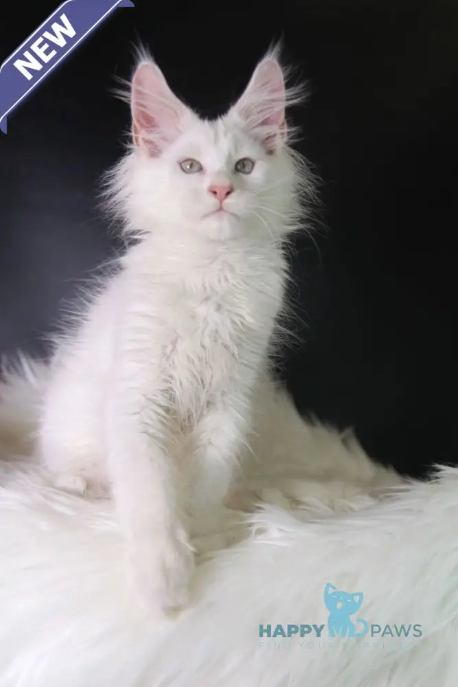 Pegas Maine Coon male cream silver chinchilla live animals