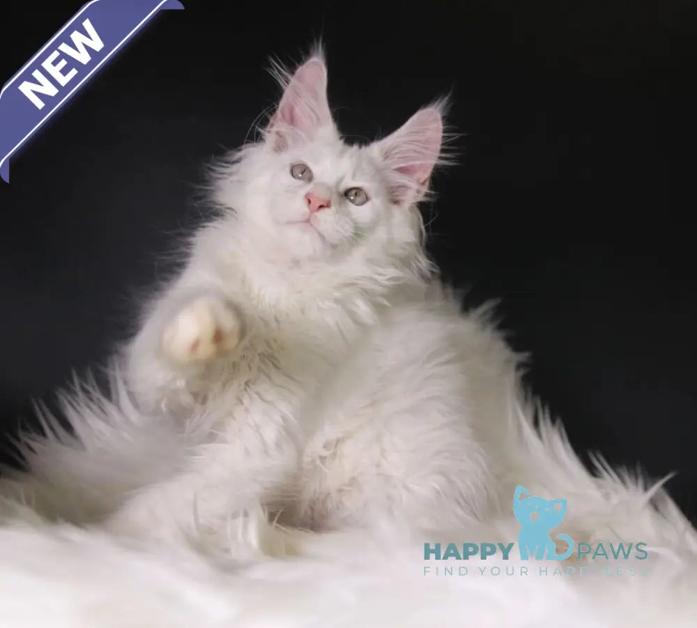 Pegas Maine Coon male cream silver chinchilla live animals