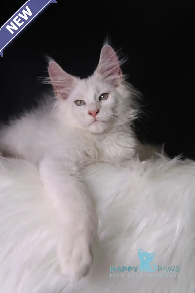 Pegas Maine Coon male cream silver chinchilla live animals