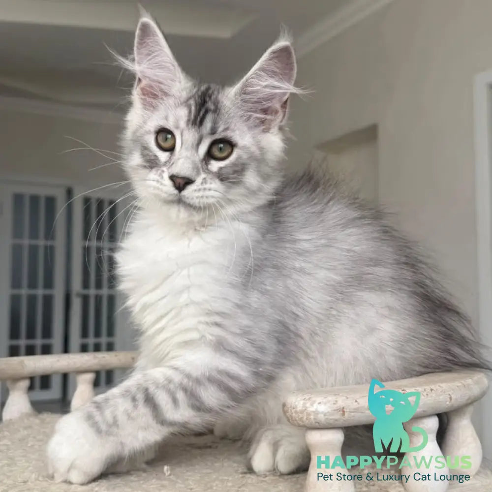Pegasus Maine Coon male black silver tabby - live animals
