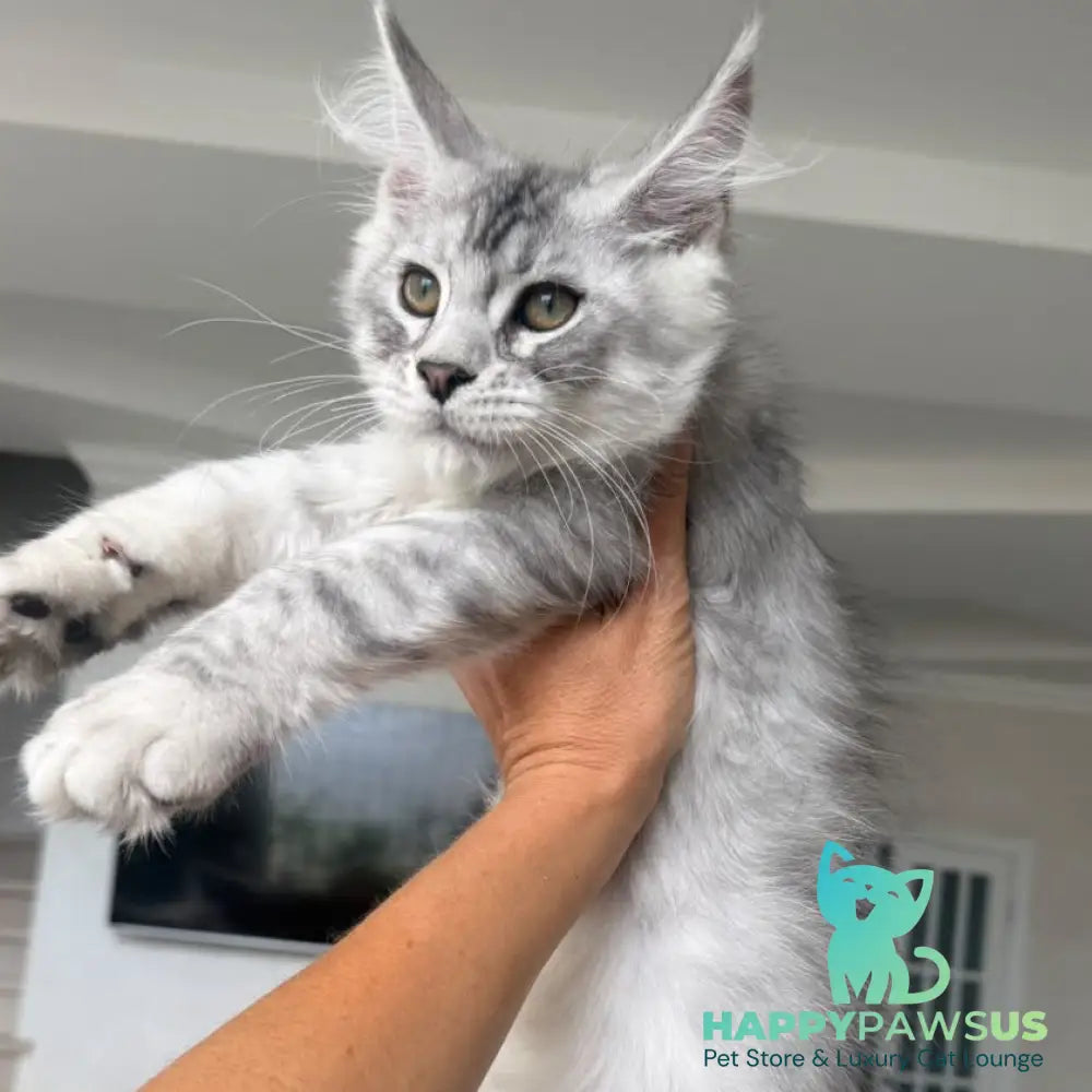 Pegasus Maine Coon male black silver tabby - live animals