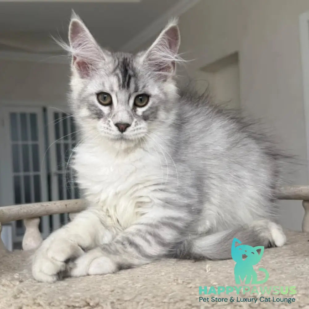 Pegasus Maine Coon male black silver tabby - live animals