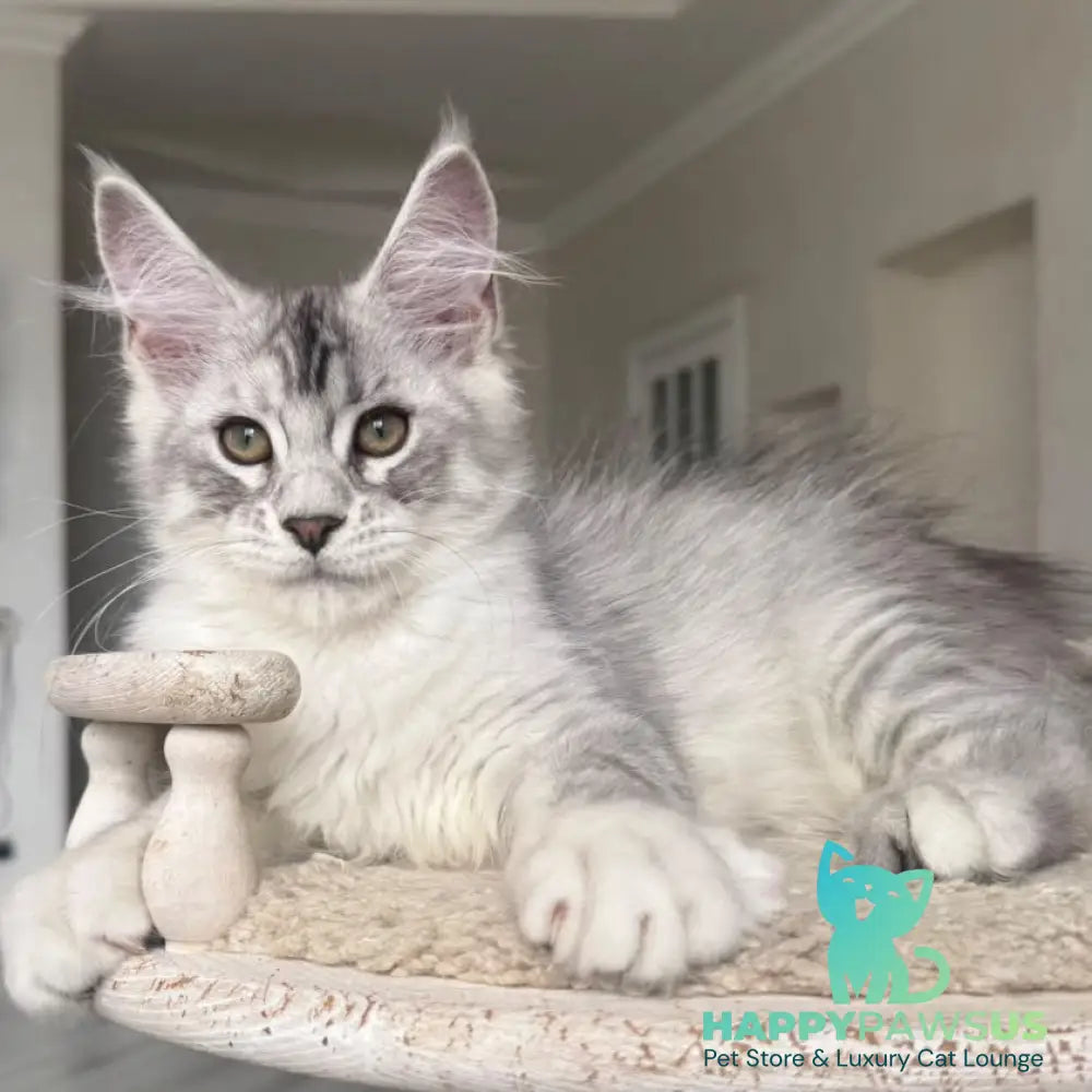 Pegasus Maine Coon male black silver tabby - live animals