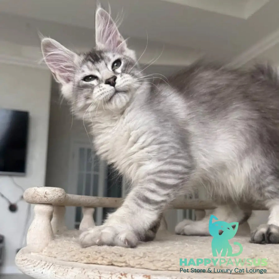 Pegasus Maine Coon male black silver tabby - live animals