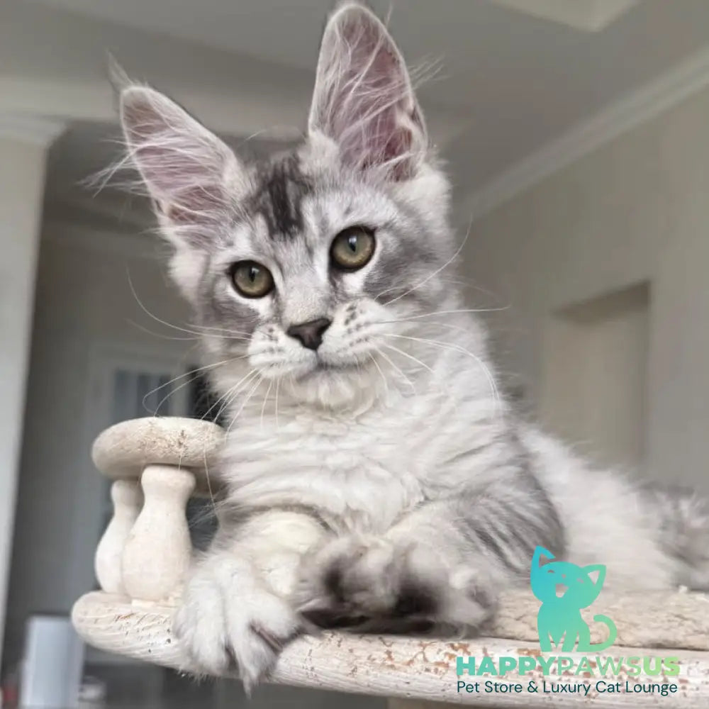 Pegasus Maine Coon male black silver tabby - live animals
