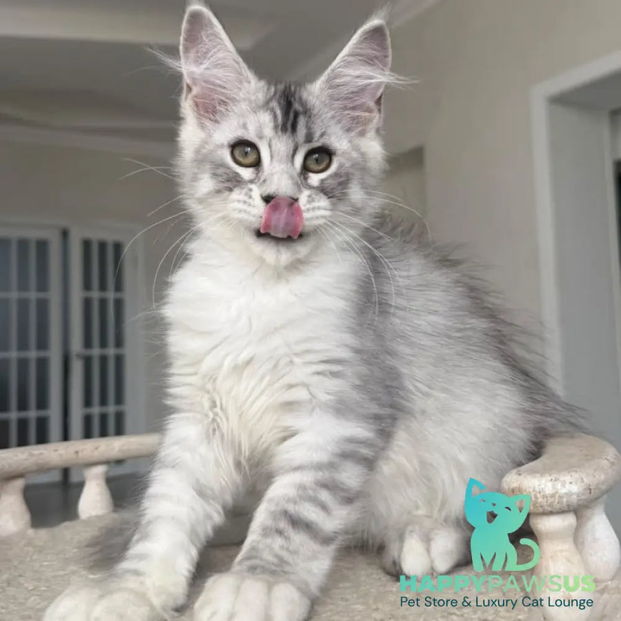 Pegasus Maine Coon male black silver tabby - live animals