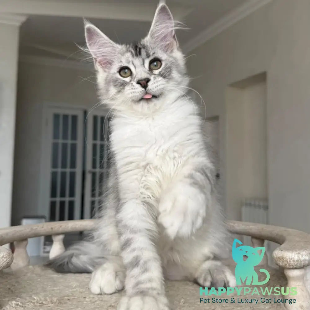 Pegasus Maine Coon male black silver tabby - live animals