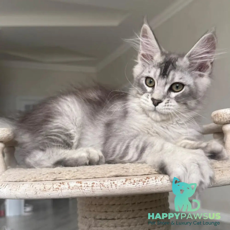 Pegasus Maine Coon male black silver tabby - live animals
