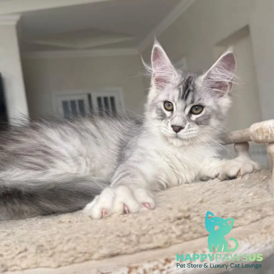 Pegasus Maine Coon male black silver tabby - live animals
