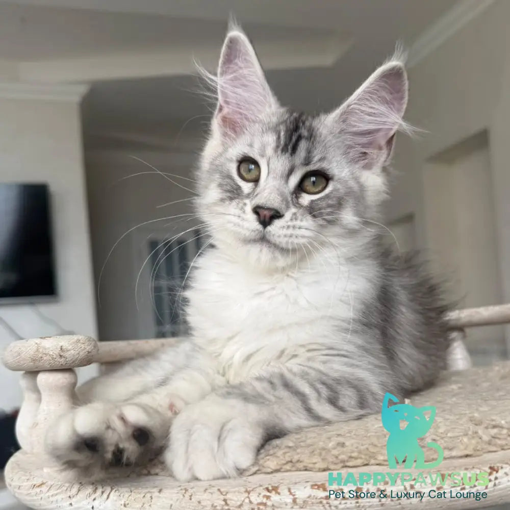 Pegasus Maine Coon male black silver tabby - live animals