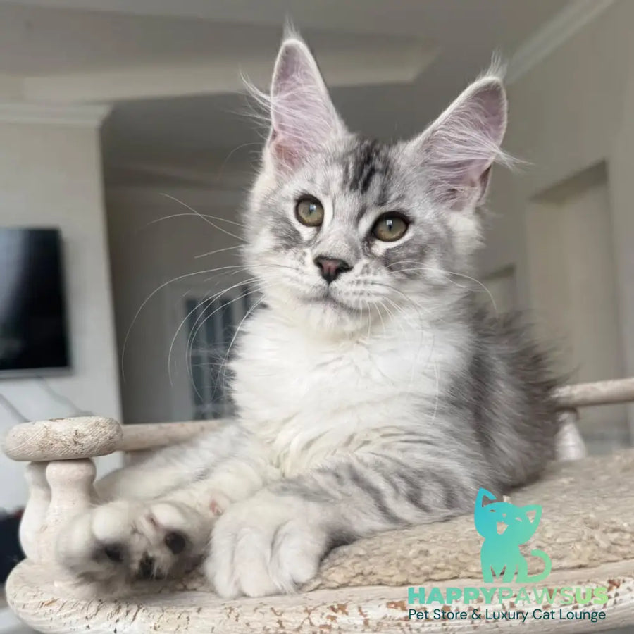 Pegasus Maine Coon male black silver tabby - live animals