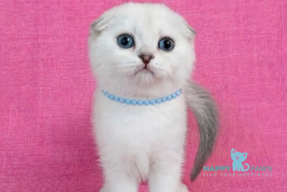 Peggi Scottish Fold female black silver shaded pointed - live animals