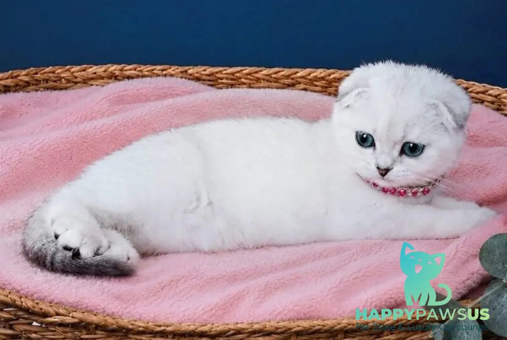 Peggi Scottish Fold female black silver shaded pointed - live animals