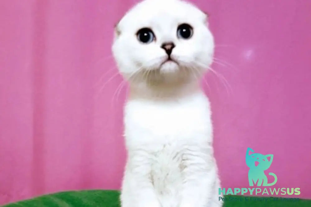 Peggi Scottish Fold female black silver shaded pointed - live animals