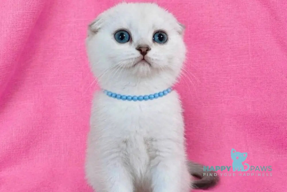 Peggi Scottish Fold female black silver shaded pointed - live animals