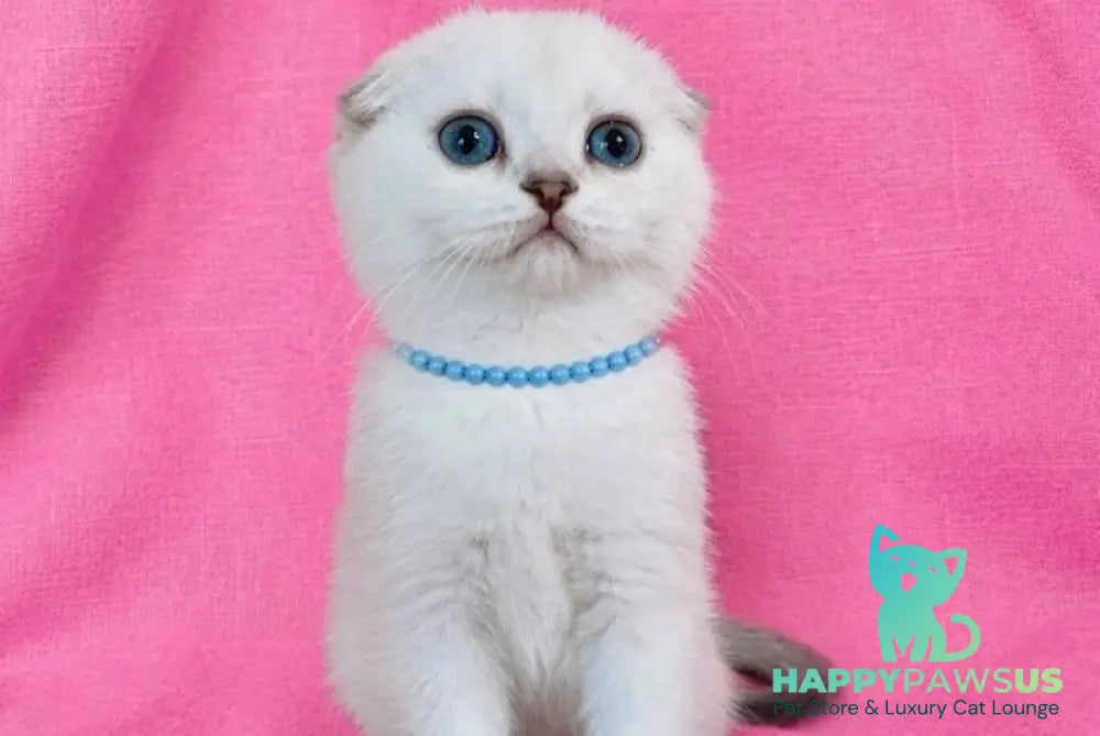 Peggi Scottish Fold female black silver shaded pointed - live animals