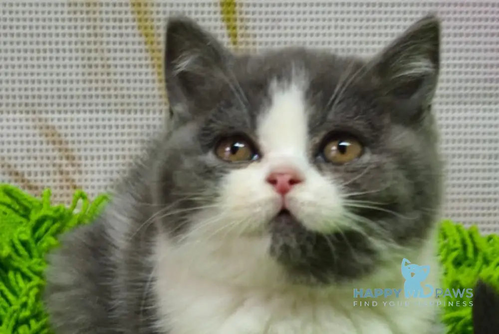 Peggy British Shorthair female blue bicolour live animals