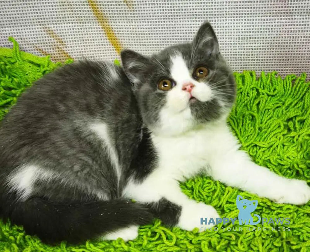 Peggy British Shorthair female blue bicolour live animals