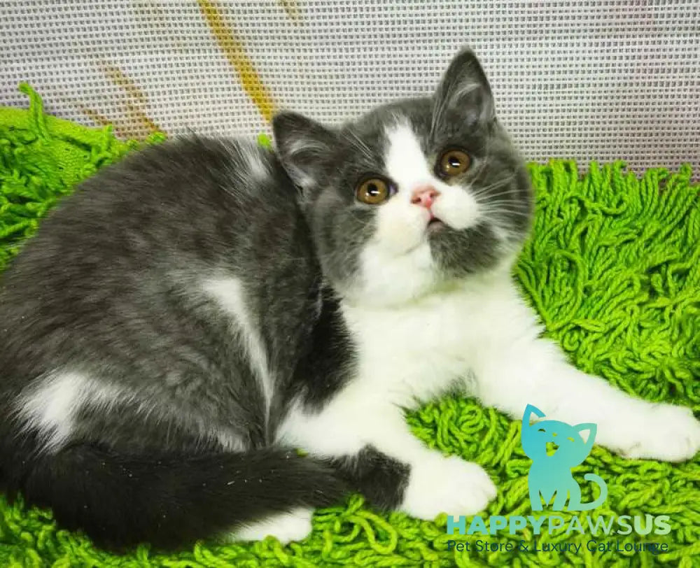 Peggy British Shorthair female blue bicolour live animals