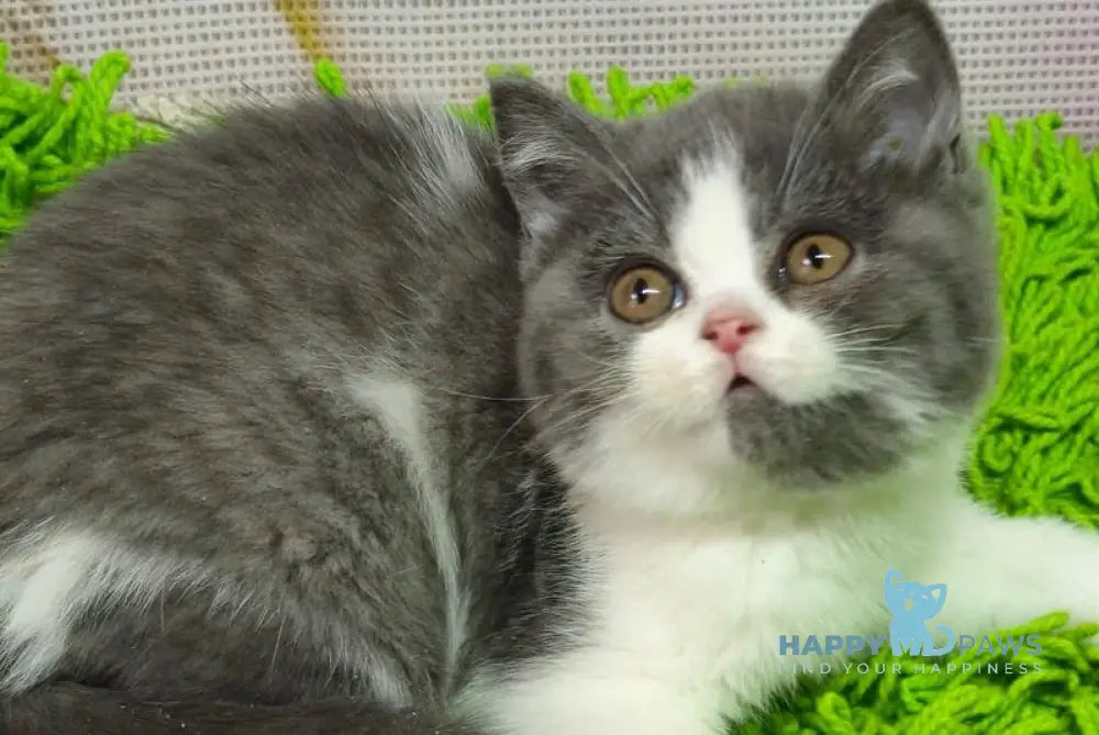 Peggy British Shorthair female blue bicolour live animals