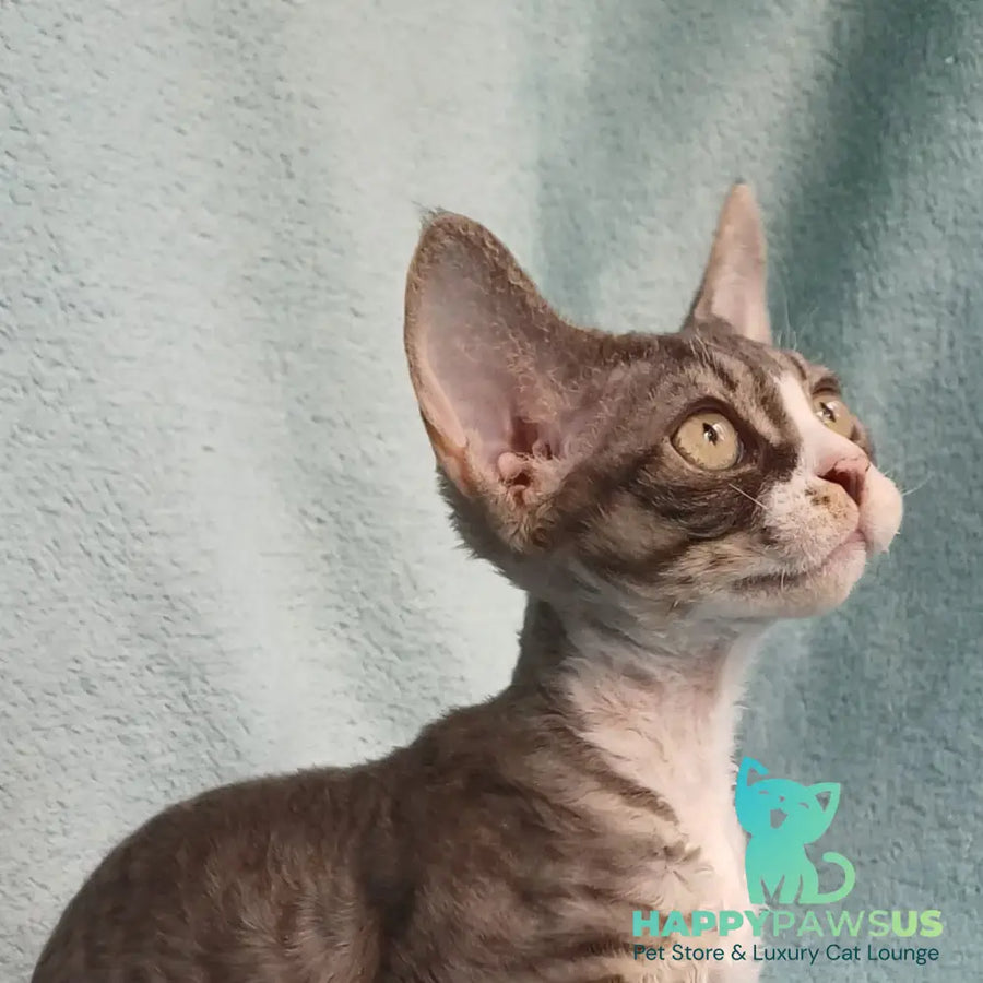 Pelageya Devon Rex female blue bicolour tabby - live animals
