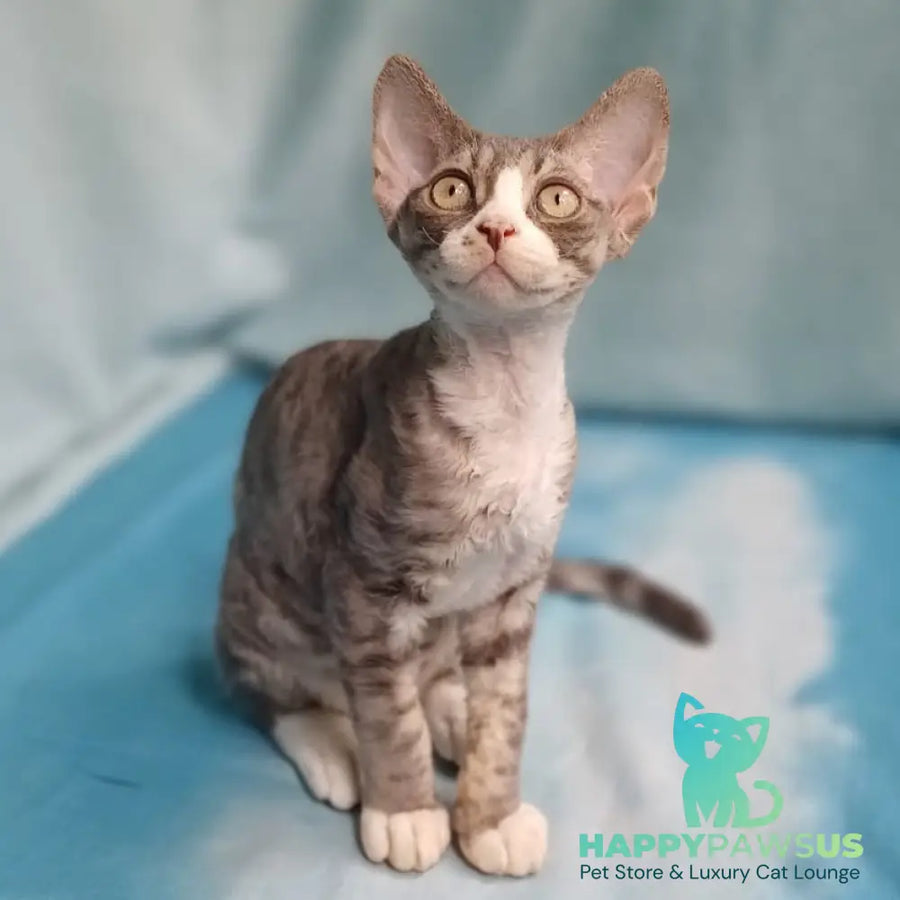 Pelageya Devon Rex female blue bicolour tabby - live animals