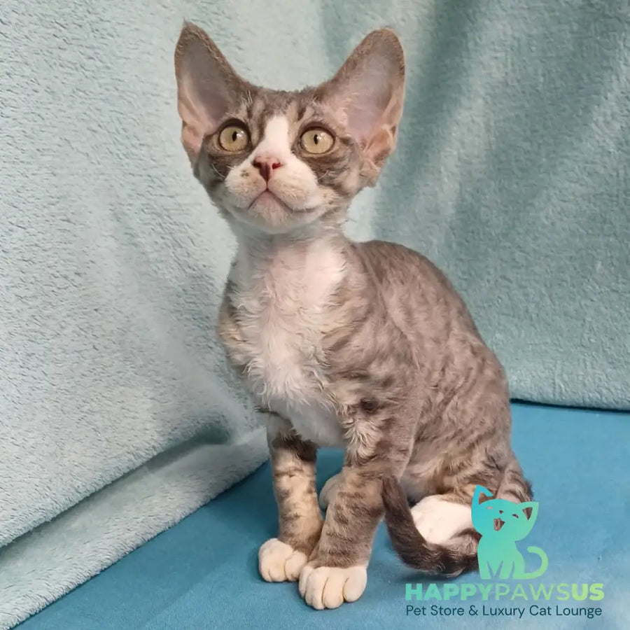 Pelageya Devon Rex female blue bicolour tabby - live animals