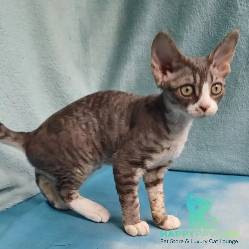 Pelageya Devon Rex female blue bicolour tabby - live animals