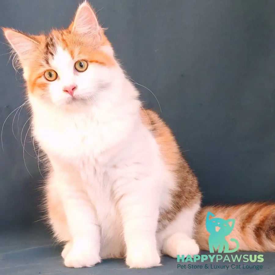 Pelageya Siberian female black tortie harlequin spotted tabby - live animals
