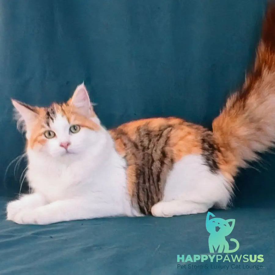 Pelageya Siberian female black tortie harlequin spotted tabby - live animals