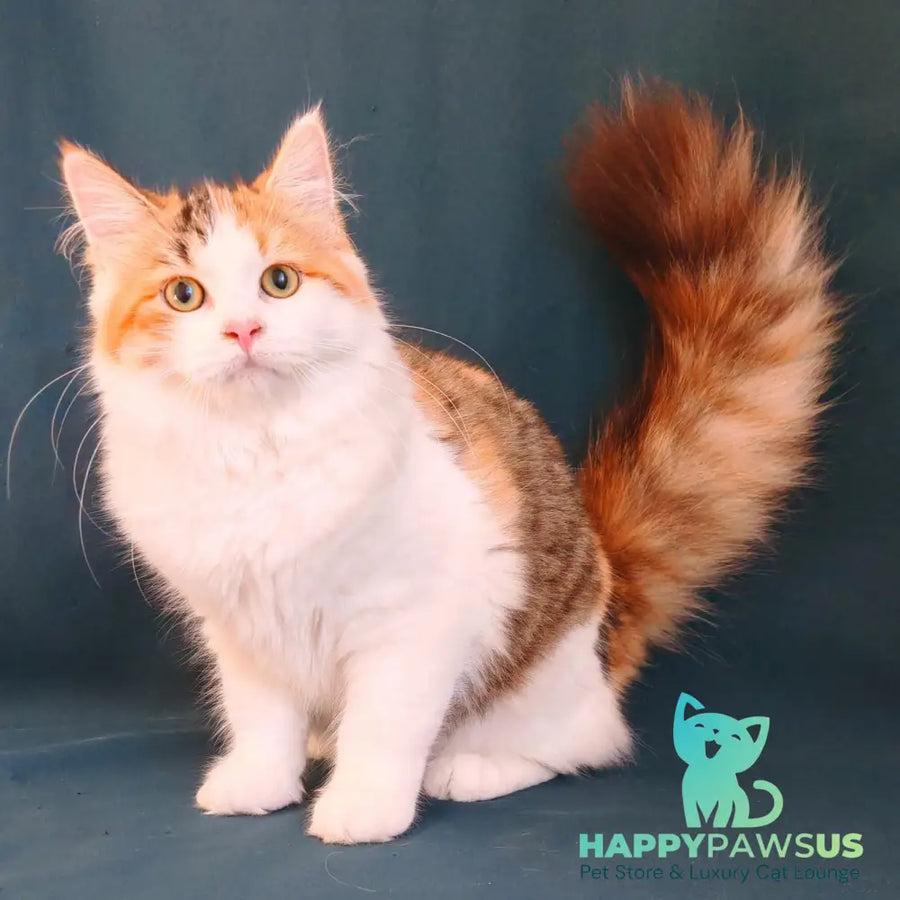 Pelageya Siberian female black tortie harlequin spotted tabby - live animals