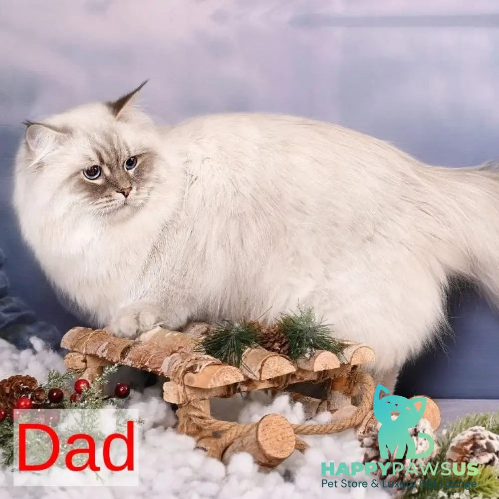 Pelageya Siberian female black tortie harlequin spotted tabby - live animals
