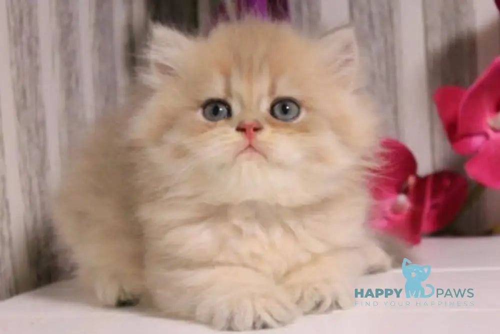 Penelopa British Longhair female blue golden chinchilla live animals
