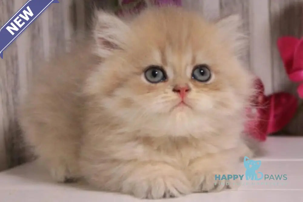 Penelopa British Longhair female blue golden chinchilla live animals