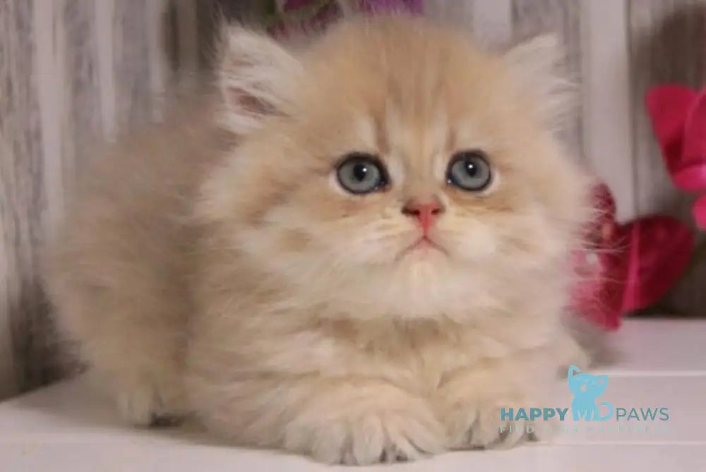 Penelopa British Longhair female blue golden chinchilla live animals