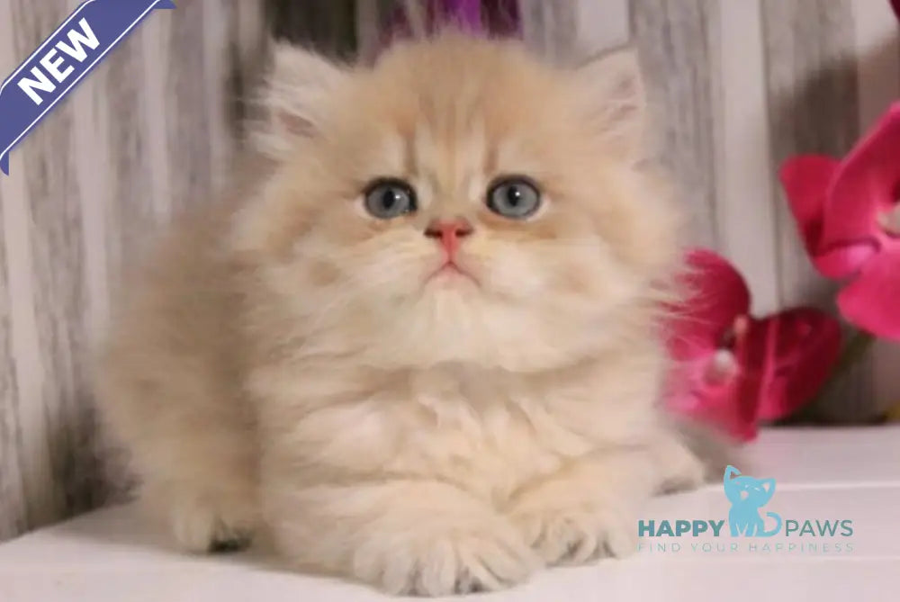 Penelopa British Longhair female blue golden chinchilla live animals