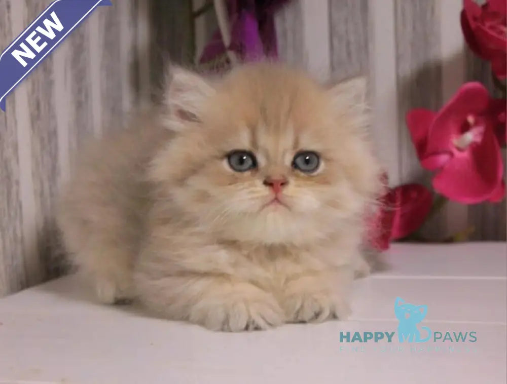 Penelopa British Longhair female blue golden chinchilla live animals