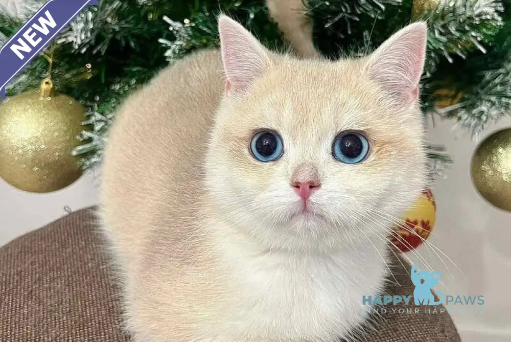 Penelope British Shorthair female blue golden chinchilla live animals