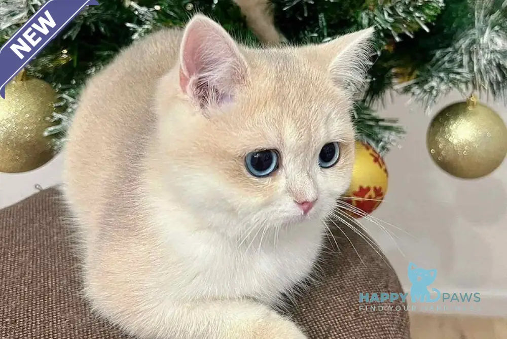 Penelope British Shorthair female blue golden chinchilla live animals