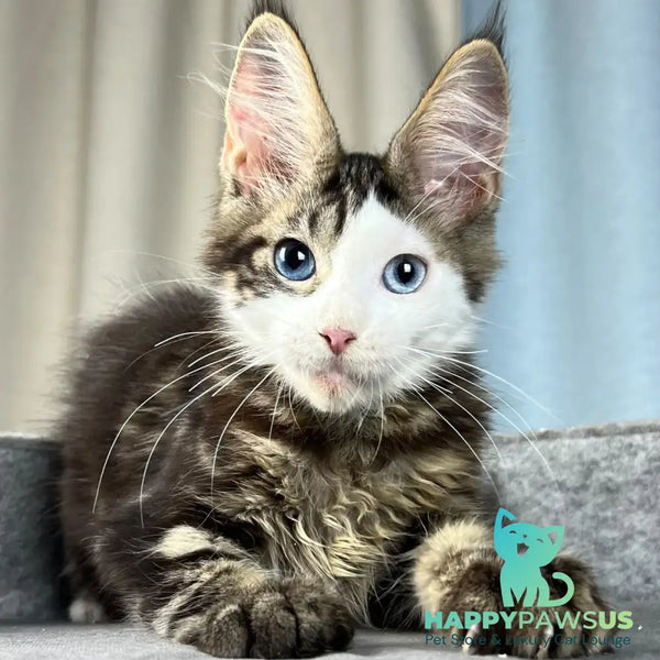 Penelope Maine Coon female black tabby with white - live animals