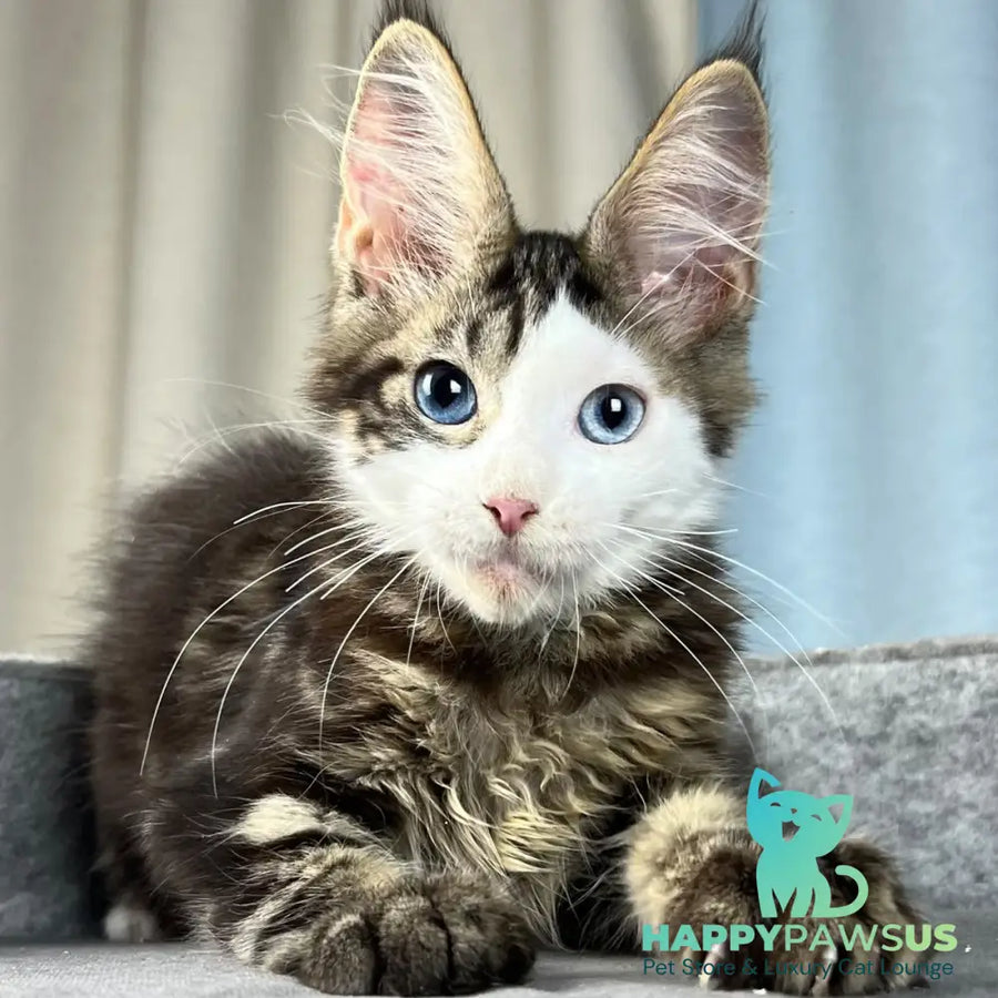 Penelope Maine Coon female black tabby with white - live animals